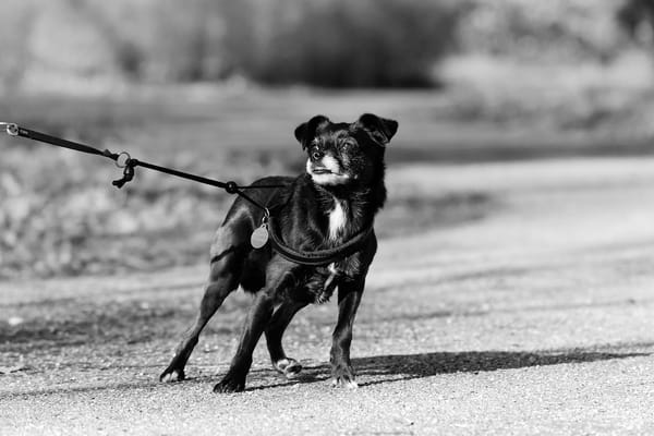 Functional communication on walks: A game-changer for reactive dogs