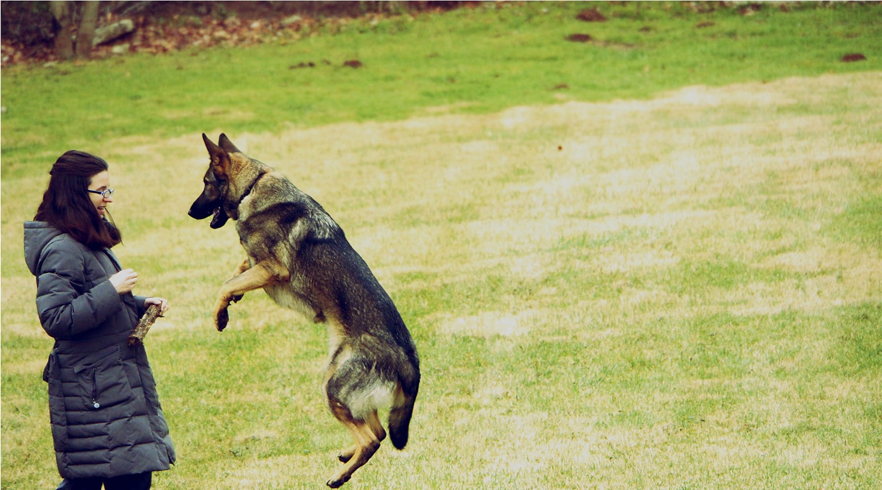 Sarah Filipiak CDBC training German Shepherd Dog Jabber