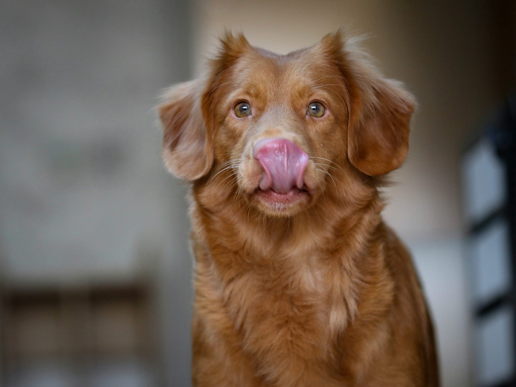 A Novia Scotia Duck Tolling Retriever facing the camera, ears up and tongue out, licking its nose.