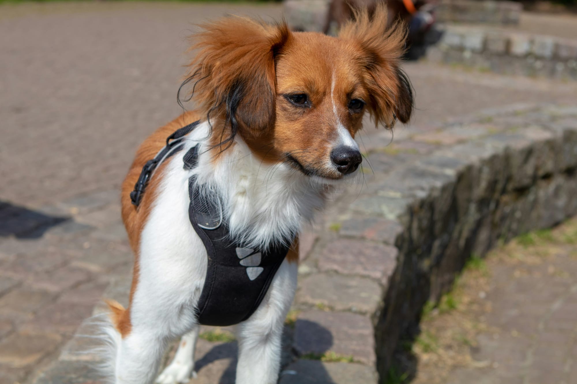 Spaniel mix brown-and-white dog looking alert but worried.