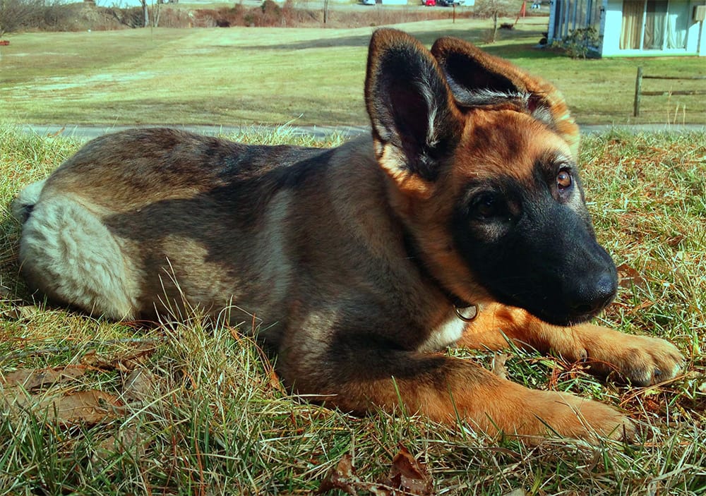 An 11-week old German Shepherd puppy whose ears are just starting to stand