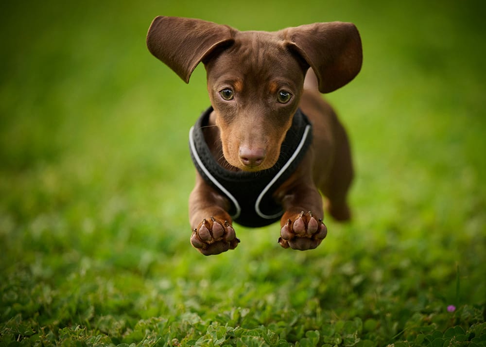 A young daschund puppy running toward the camera with ears flying