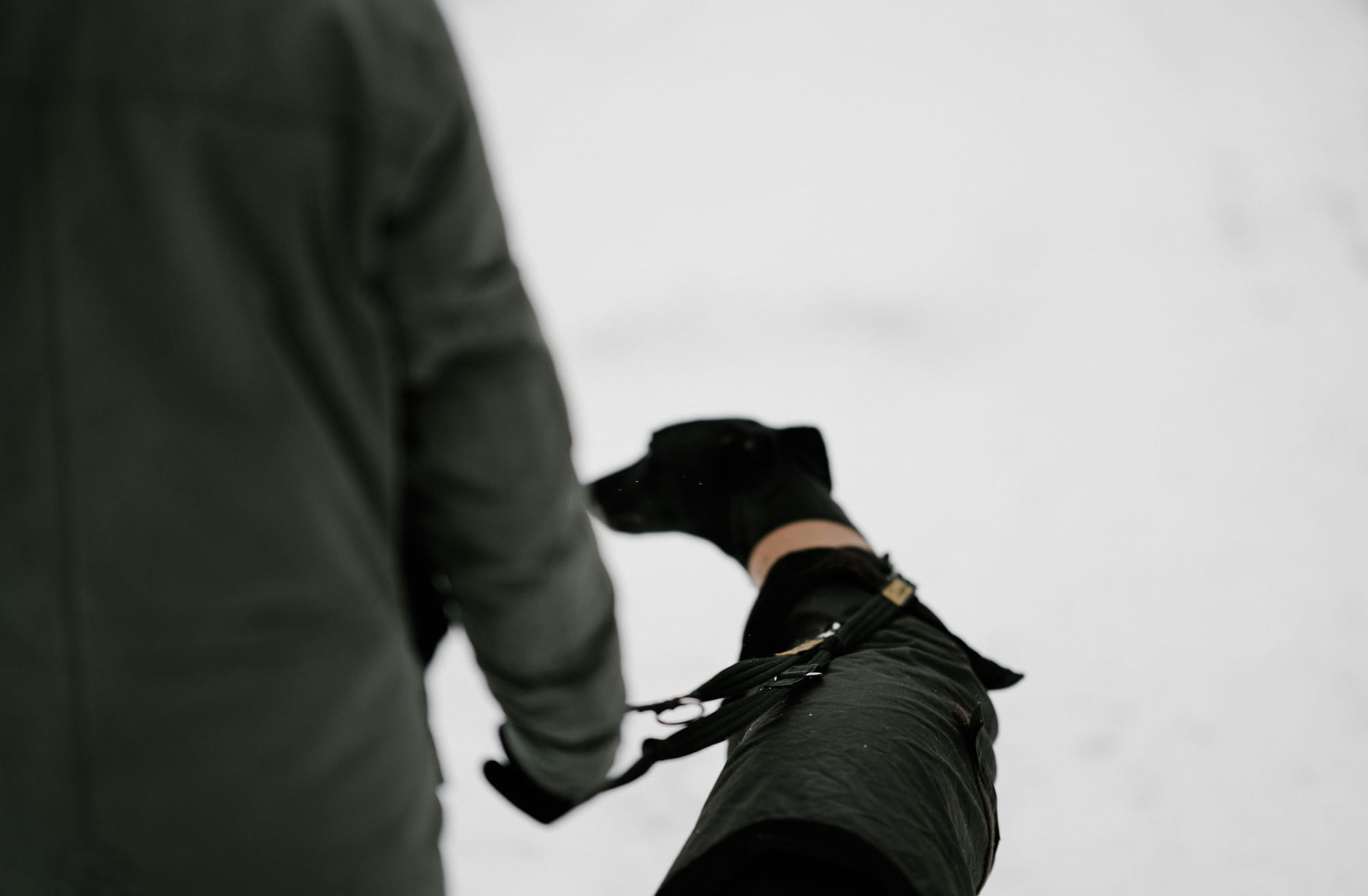 Person wearing a coat walking a black greyhound who is also wearing a coat.