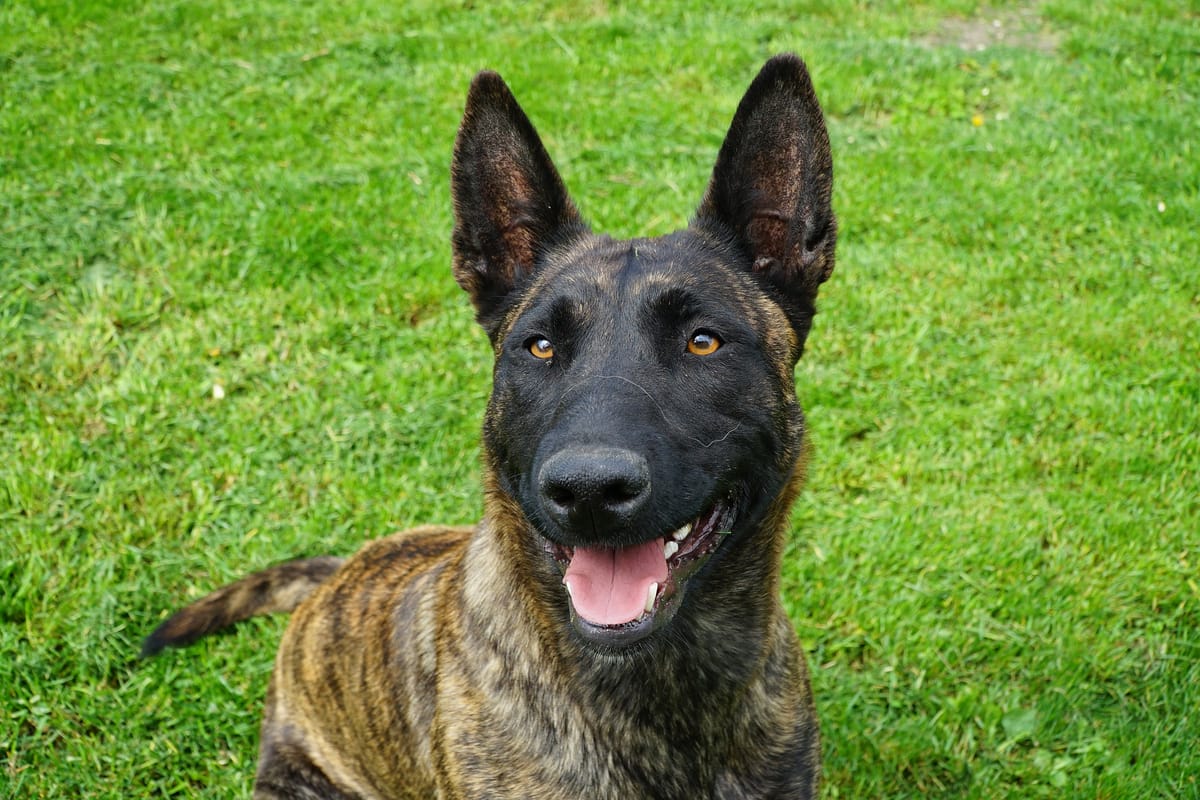 Dutch shepherd 2024 dogs 101