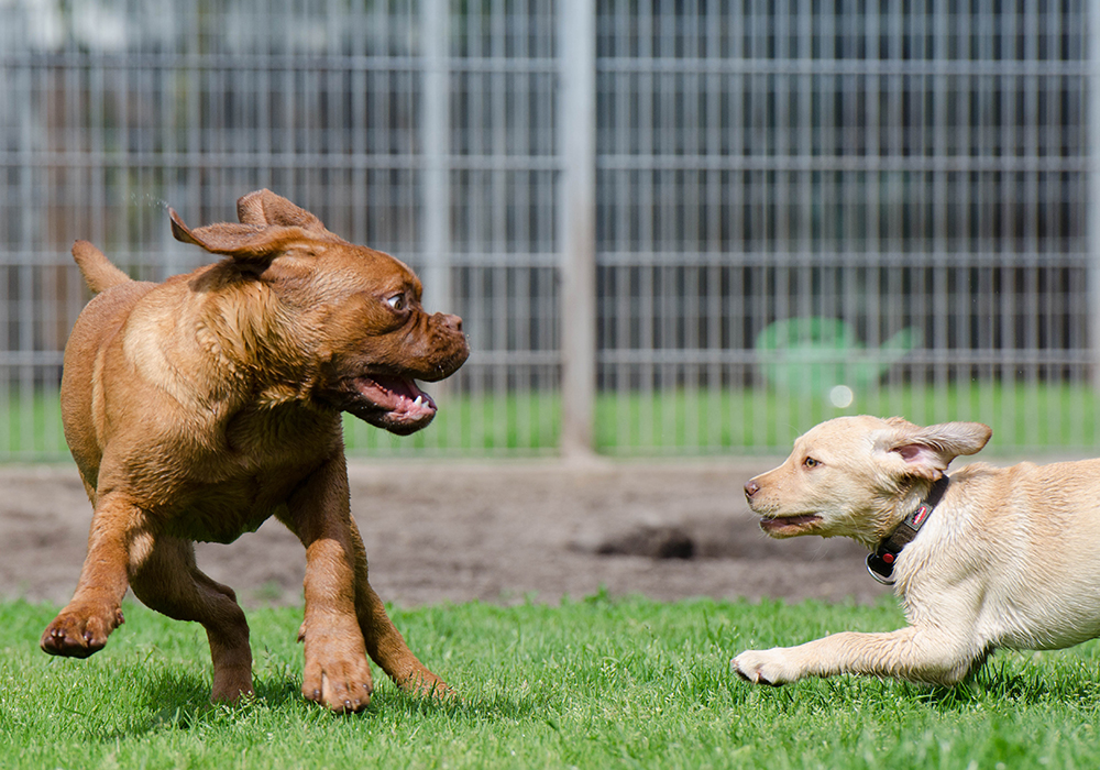 Are Puppy Classes A Good Idea Find Out If You re Teaching What Puppies 