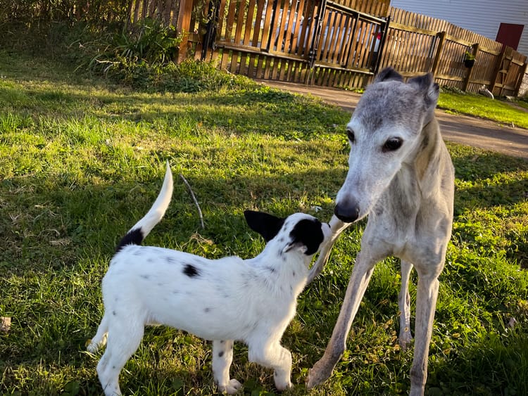 How to calm a puppy that gets too excited around other dogs