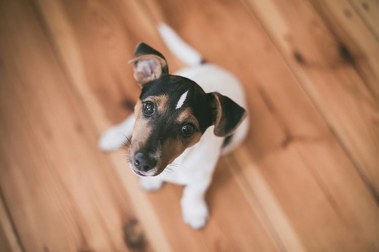 A jack parson terrier looks up at the camera, head cocked and ears up