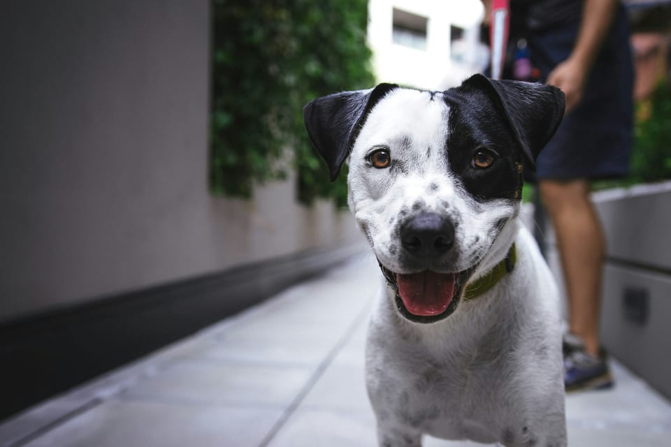 A black and white dog encourages learners to Become a Pro Dog Trainer!