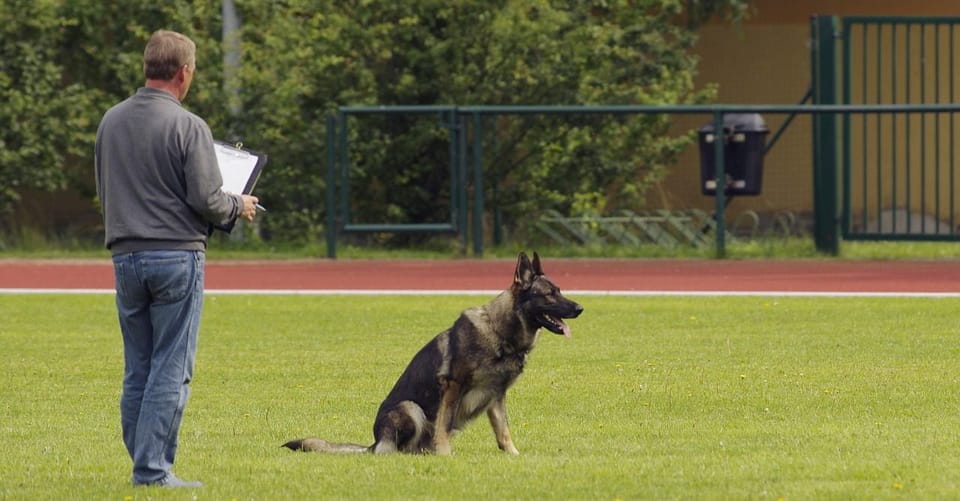 How to use marker training to teach your dog at a distance