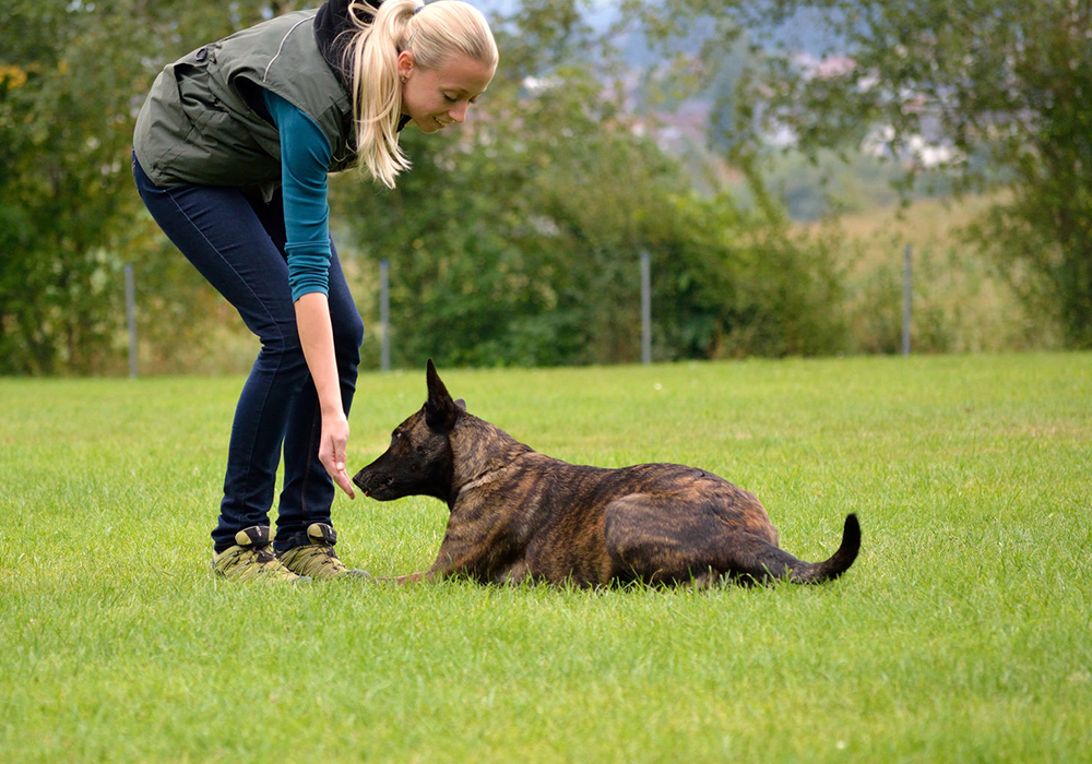 What Certification Do I Need To Be A Professional Dog Trainer 